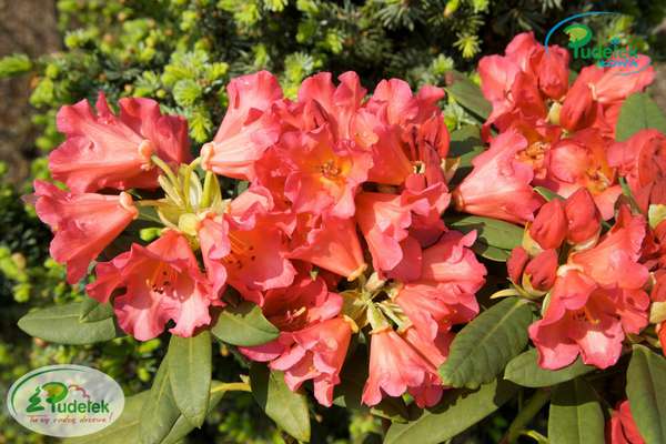 Rhododendron Abendsonne